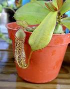 Nepenthes adnata